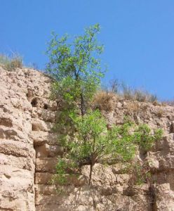 樊家城[天水市]