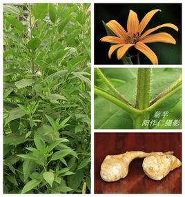 菊芋[桔梗目菊科植物]