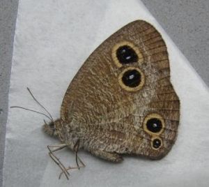 密紋矍眼蝶 密紋矍眼蝶