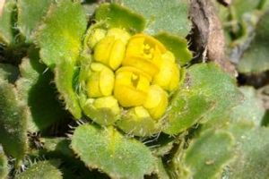 毛金腰(原變種) 毛金腰(原變種)