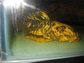 24k黃金達摩 24k黃金達摩