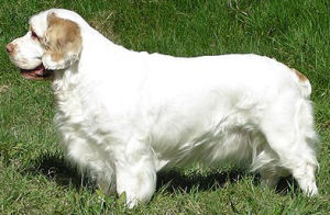 克倫伯獵鷸犬 克倫伯獵鷸犬