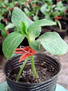 黃瓜嫁接技術 黃瓜嫁接技術