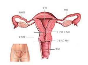 運動性閉經 運動性閉經