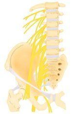 髂腹股溝神經 髂腹股溝神經