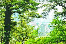 南山松柏 南山松柏