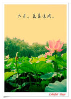 花落蓮成 花落蓮成