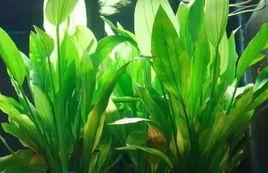 寬葉皇冠 寬葉皇冠