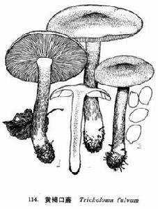 黃褐口蘑 黃褐口蘑