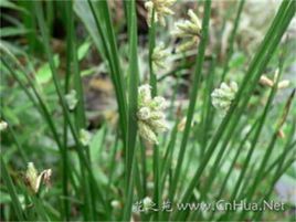 雙柱頭藨草 雙柱頭藨草