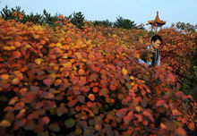 山西省昔陽縣大寨村的秋色