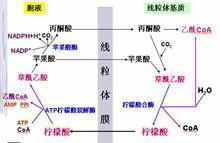 軟脂酸合成其他物質