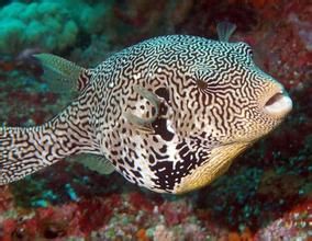 輻紋叉鼻魨 輻紋叉鼻魨