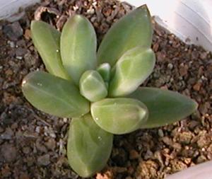 千代田松 千代田松