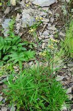 柳葉亞菊蒿 柳葉亞菊蒿