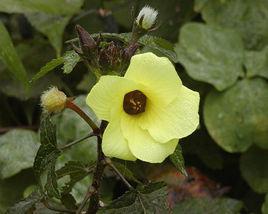 黃葵[錦葵科草本植物]