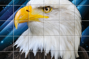 雄鷹拼圖 雄鷹拼圖