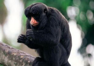 僧面猴科 僧面猴科