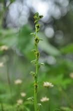 耳片角盤蘭 耳片角盤蘭