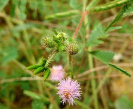 無刺含羞草 無刺含羞草