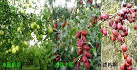 若羌灰棗 若羌灰棗