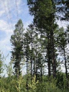 木良林場 木良林場