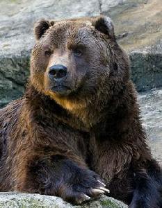 科迪亞克熊 科迪亞克熊