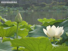 夢桐泉鄉村度假酒店