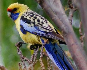 黃色玫瑰鸚鵡 黃色玫瑰鸚鵡