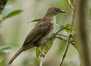 紅眼褐鵯 紅眼褐鵯