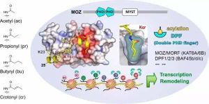 酸性轉錄激活蛋白 酸性轉錄激活蛋白