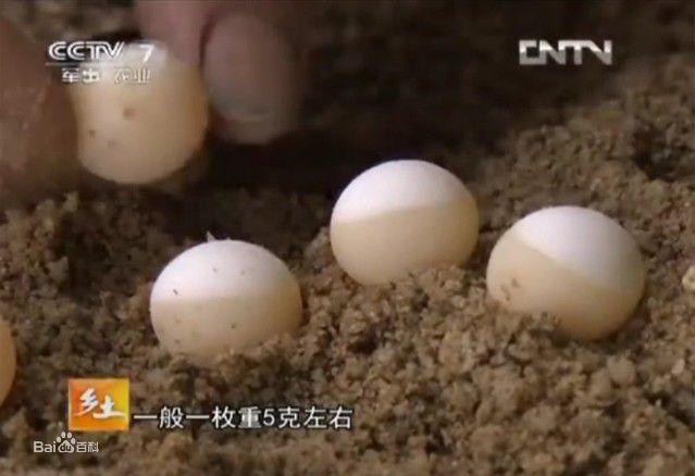 可孵化的受精蛋