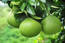 脆香甜柚 脆香甜柚