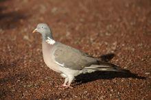 斑尾林鴿亞速爾亞種