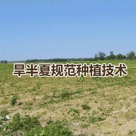 旱半夏種植技術 旱半夏種植技術
