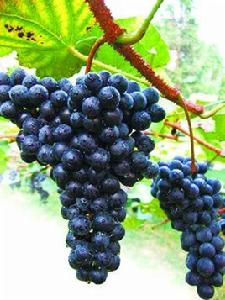 紫秋葡萄 紫秋葡萄