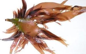 舌狀蜈蚣藻