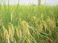 高產水稻
