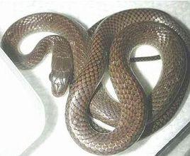 灰鼠蛇 灰鼠蛇