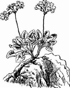 石岩報春 石岩報春