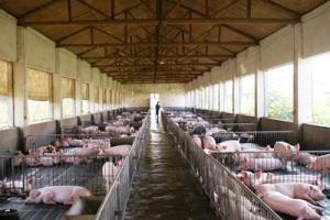養豬場