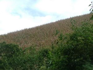 上面甸村 上面甸村