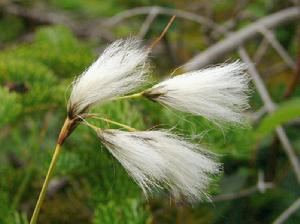 北國羊鬍子草 北國羊鬍子草