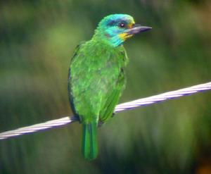 （圖）黑眉擬啄木鳥