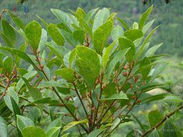 變葉榕[變葉榕]