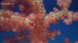 《珊瑚礁歷險記 》精彩劇照