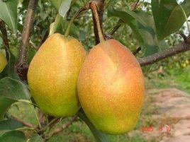 紅香酥梨 紅香酥梨