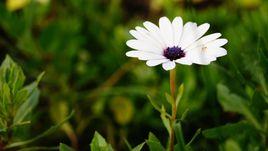 除蟲菊苗 除蟲菊苗