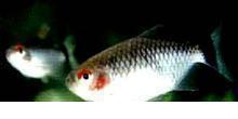 紅鰭銀鯽魚