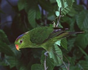 威氏吸蜜鸚鵡 威氏吸蜜鸚鵡